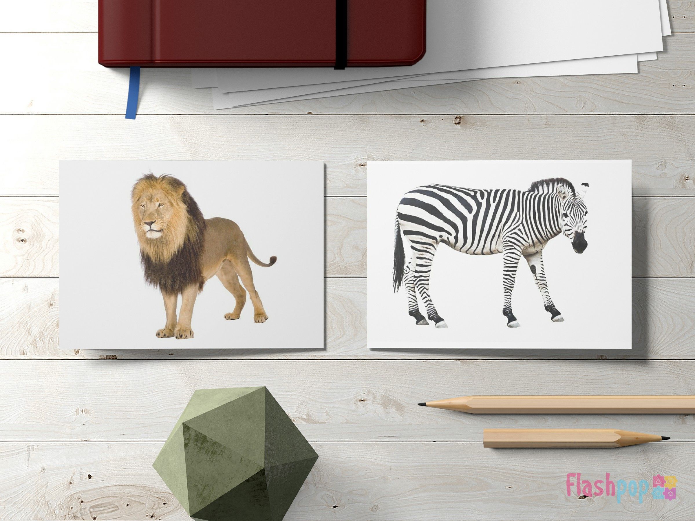 Animals Flashcards — Flashpop