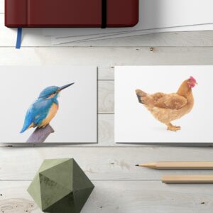 Flashpop - Birds Flashcards